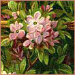 Fantagiro